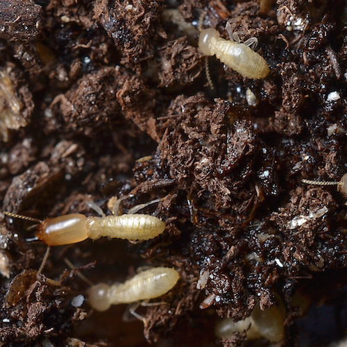 Comején Residencial - Boom Pest Control